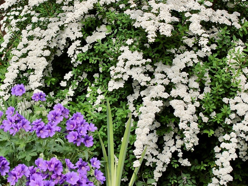 A tranquil colour palette of white and purple flowers
