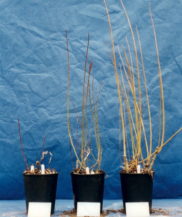 Salix cuttings ready to plant around the site