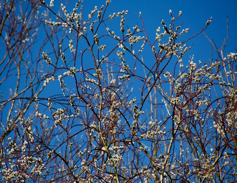 Salix in bud