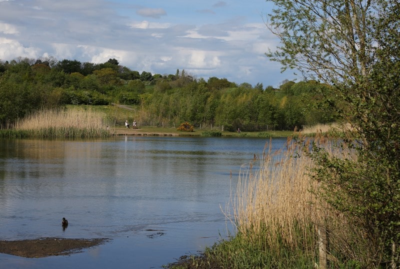 The lake in summer