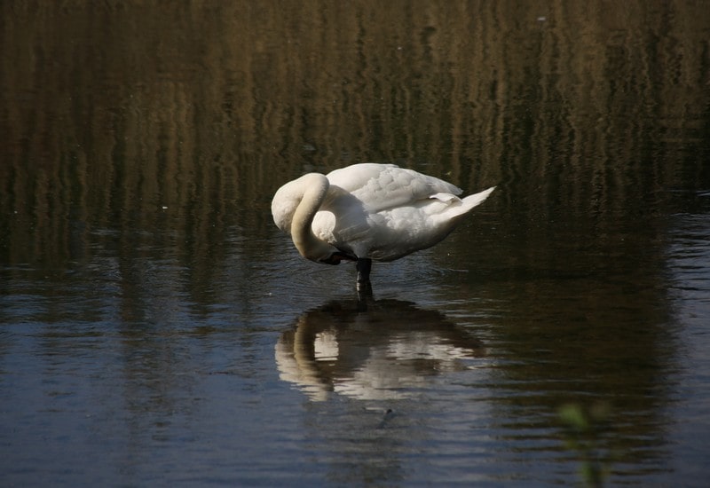 Swan
