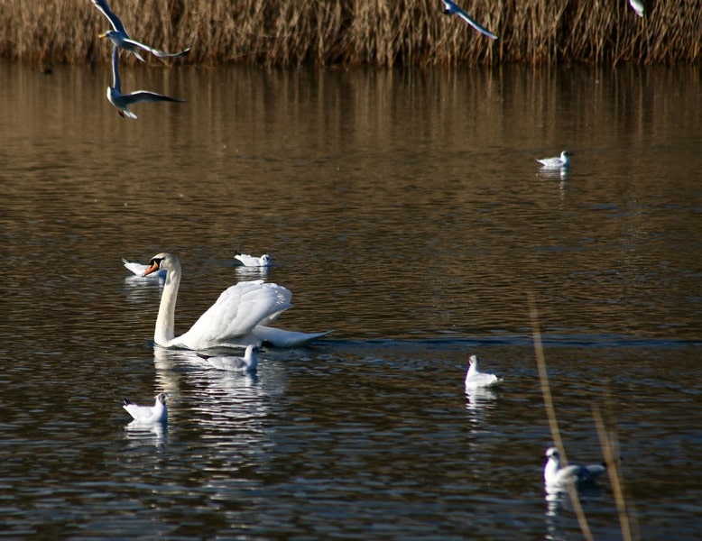 Winter birdlife