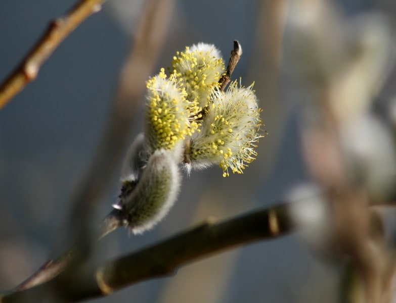 Salix detail